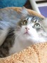 Kater Saveliy